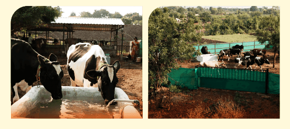 Britannia-enhances-farmers-livelihood-with-tech-enabled-sustainable-dairy-farming-solutions1.png